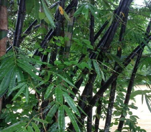 bambu hitam